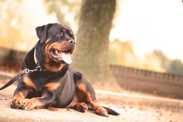 Perros potencialmente peligrosos