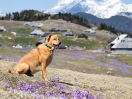 ‎Entrenamiento de perros de caza‎