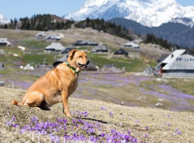 ‎Entrenamiento de perros de caza‎