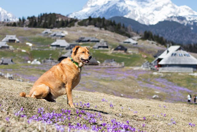 ‎Entrenamiento de perros de caza‎