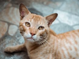 Diarrea en gatos