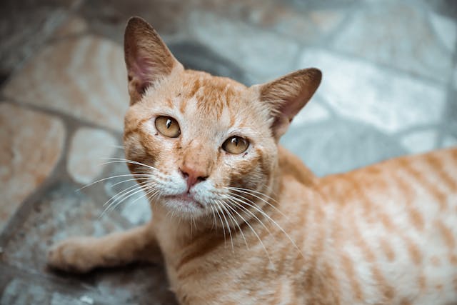 Diarrea en gatos