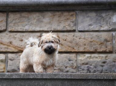 Infecciones en la piel de los perros