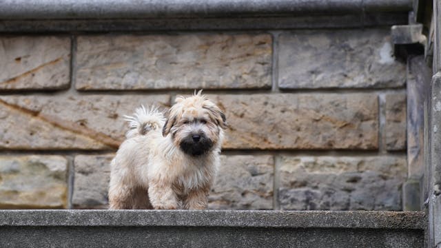 Infecciones en la piel de los perros