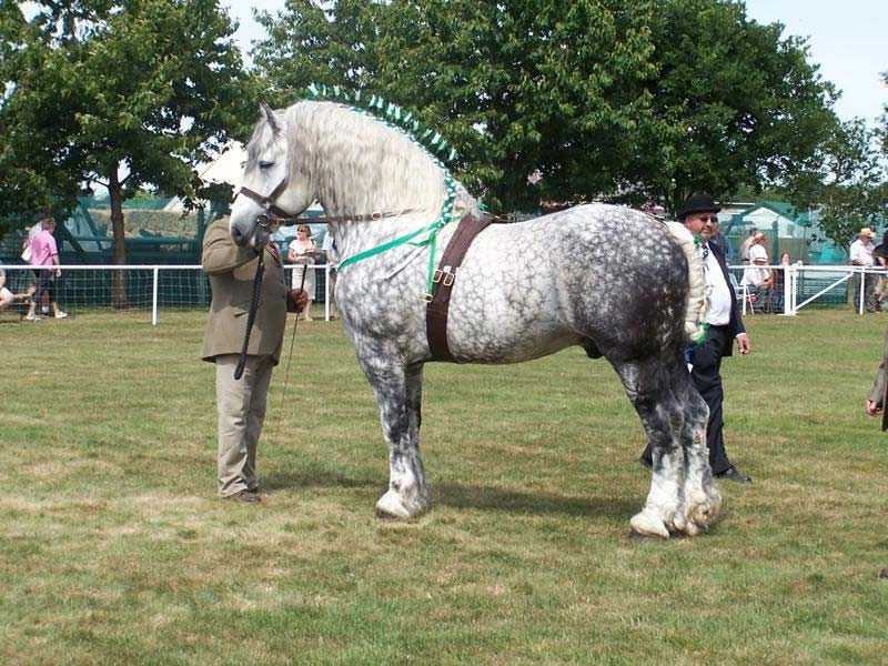 caballo Percherón