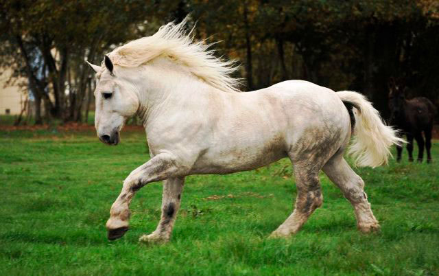 caballo Percherón